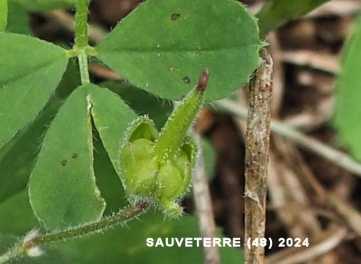 Cranesbill, Dove's-foot fruit